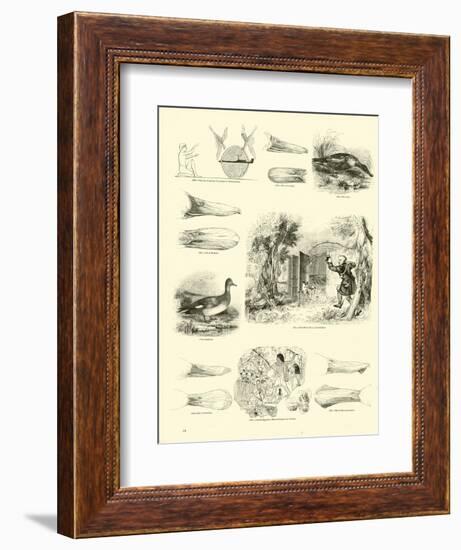 Page from the Pictorial Museum of Animated Nature-null-Framed Giclee Print