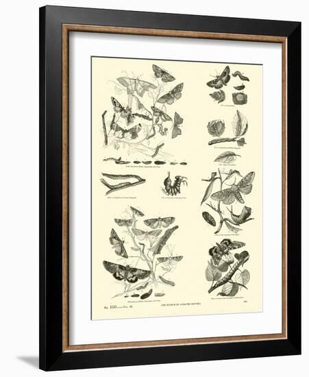 Page from the Pictorial Museum of Animated Nature-null-Framed Giclee Print