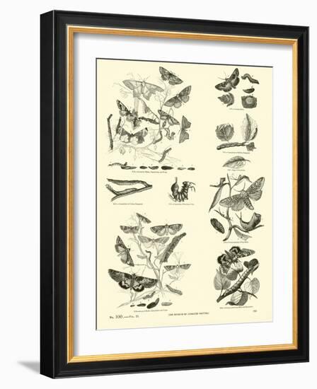 Page from the Pictorial Museum of Animated Nature-null-Framed Giclee Print