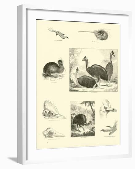 Page from the Pictorial Museum of Animated Nature-null-Framed Giclee Print