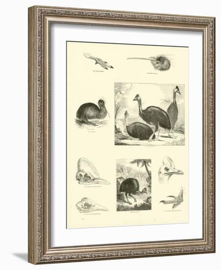 Page from the Pictorial Museum of Animated Nature-null-Framed Giclee Print