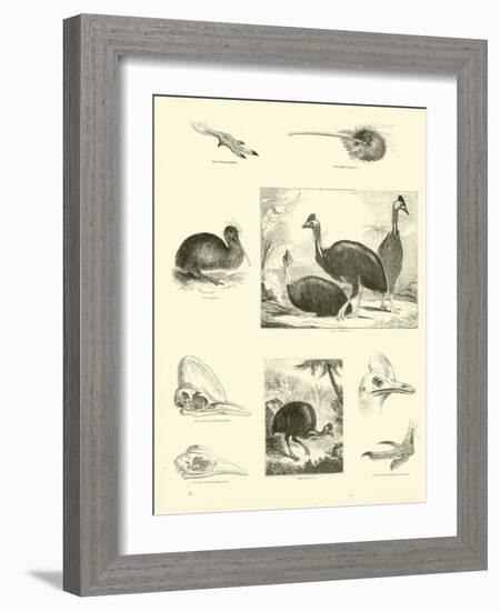 Page from the Pictorial Museum of Animated Nature-null-Framed Giclee Print