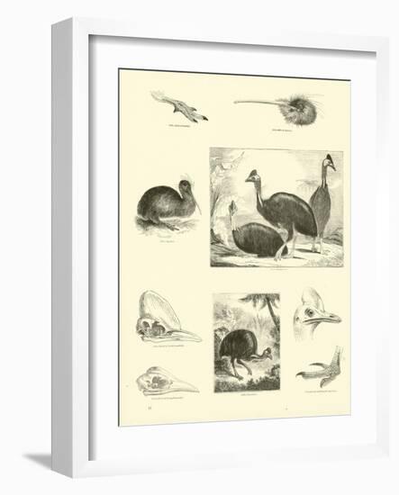 Page from the Pictorial Museum of Animated Nature-null-Framed Giclee Print