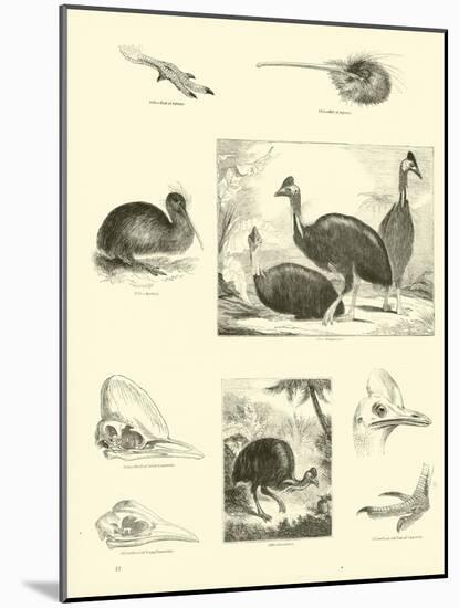 Page from the Pictorial Museum of Animated Nature-null-Mounted Giclee Print