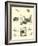 Page from the Pictorial Museum of Animated Nature-null-Framed Giclee Print