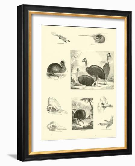 Page from the Pictorial Museum of Animated Nature-null-Framed Giclee Print