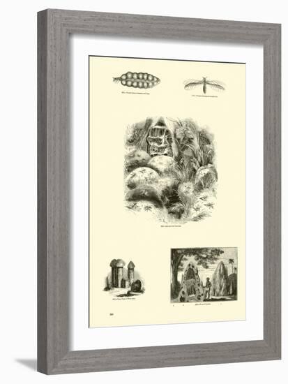 Page from the Pictorial Museum of Animated Nature-null-Framed Giclee Print