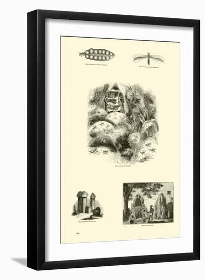 Page from the Pictorial Museum of Animated Nature-null-Framed Giclee Print