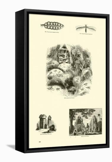 Page from the Pictorial Museum of Animated Nature-null-Framed Premier Image Canvas