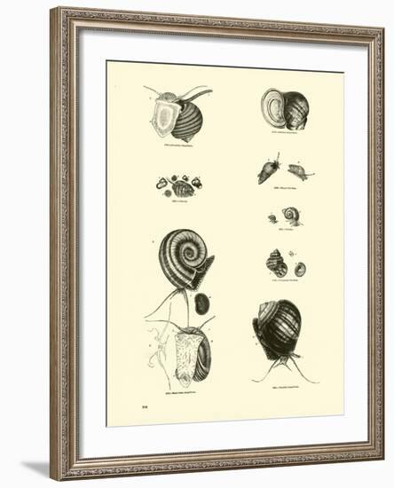 Page from the Pictorial Museum of Animated Nature-null-Framed Giclee Print