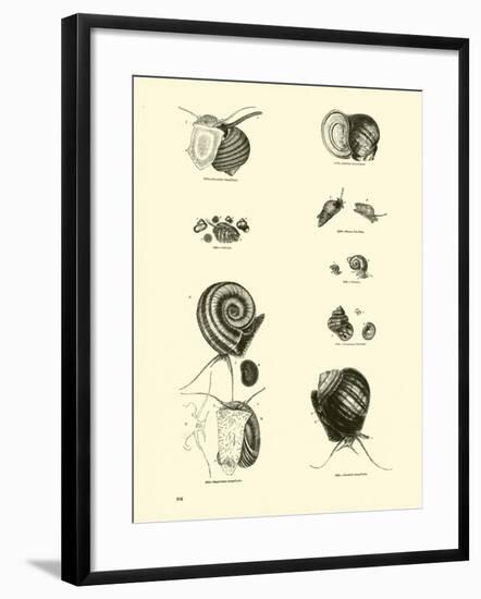 Page from the Pictorial Museum of Animated Nature-null-Framed Giclee Print