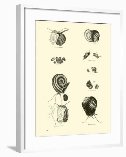 Page from the Pictorial Museum of Animated Nature-null-Framed Giclee Print