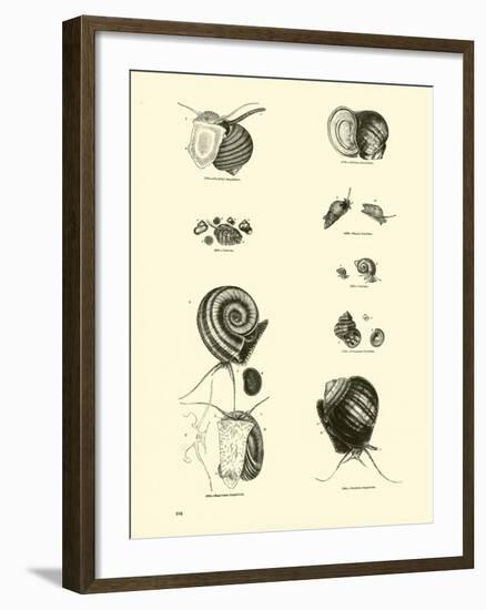 Page from the Pictorial Museum of Animated Nature-null-Framed Giclee Print