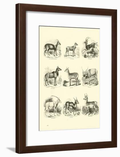 Page from the Pictorial Museum of Animated Nature-null-Framed Giclee Print