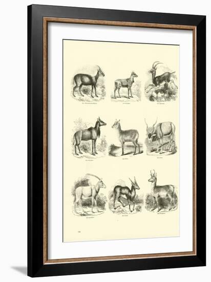 Page from the Pictorial Museum of Animated Nature-null-Framed Giclee Print