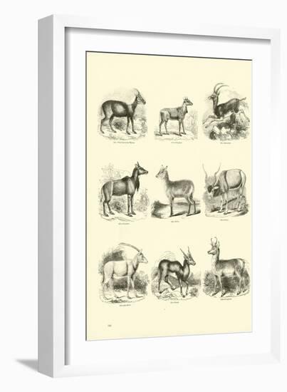 Page from the Pictorial Museum of Animated Nature-null-Framed Giclee Print