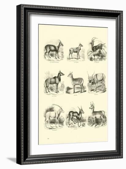 Page from the Pictorial Museum of Animated Nature-null-Framed Giclee Print