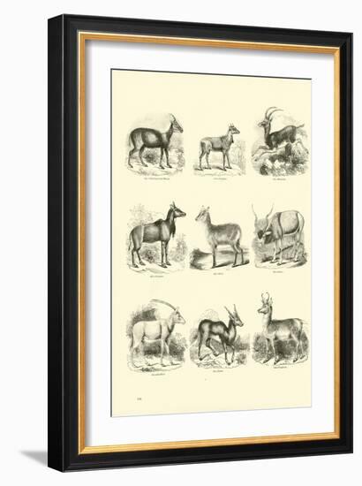 Page from the Pictorial Museum of Animated Nature-null-Framed Giclee Print