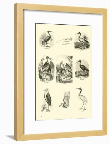 Page from the Pictorial Museum of Animated Nature-null-Framed Giclee Print