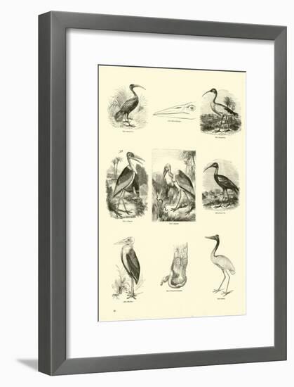 Page from the Pictorial Museum of Animated Nature-null-Framed Giclee Print