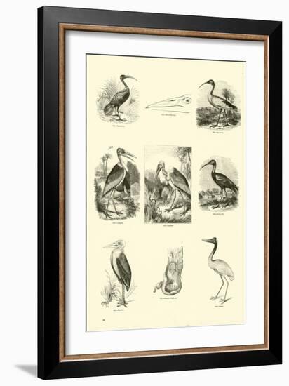 Page from the Pictorial Museum of Animated Nature-null-Framed Giclee Print