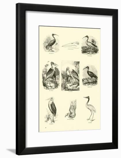 Page from the Pictorial Museum of Animated Nature-null-Framed Giclee Print