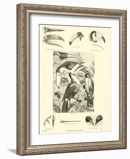 Page from the Pictorial Museum of Animated Nature-null-Framed Giclee Print