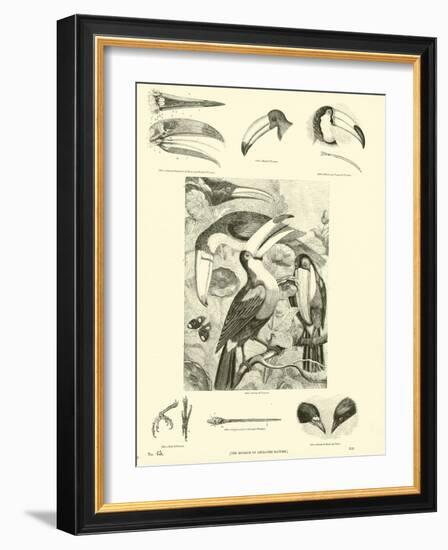 Page from the Pictorial Museum of Animated Nature-null-Framed Giclee Print