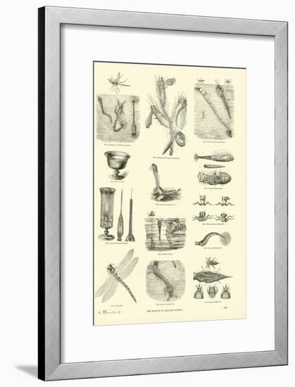 Page from the Pictorial Museum of Animated Nature-null-Framed Giclee Print