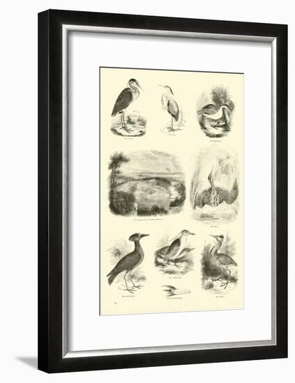 Page from the Pictorial Museum of Animated Nature-null-Framed Giclee Print