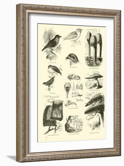 Page from the Pictorial Museum of Animated Nature-null-Framed Giclee Print