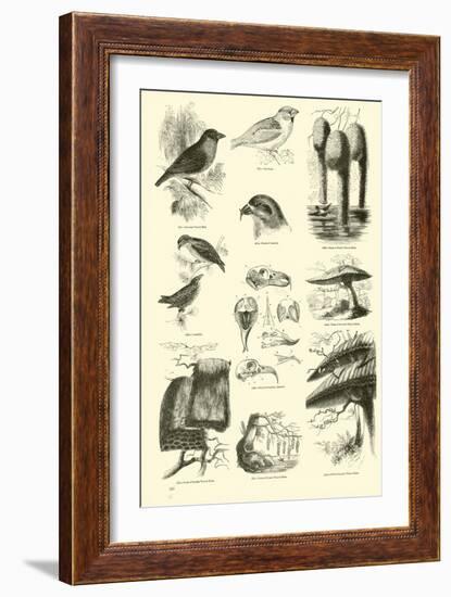 Page from the Pictorial Museum of Animated Nature-null-Framed Giclee Print