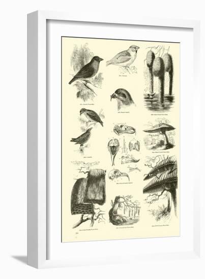 Page from the Pictorial Museum of Animated Nature-null-Framed Giclee Print