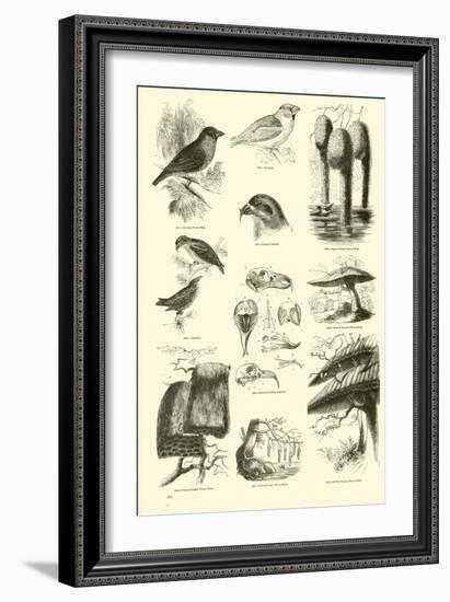 Page from the Pictorial Museum of Animated Nature-null-Framed Giclee Print