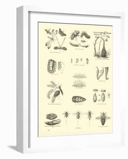 Page from the Pictorial Museum of Animated Nature-null-Framed Giclee Print