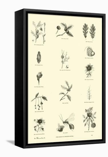 Page from the Pictorial Museum of Animated Nature-null-Framed Premier Image Canvas