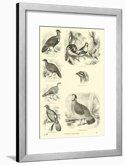 Page from the Pictorial Museum of Animated Nature-null-Framed Giclee Print