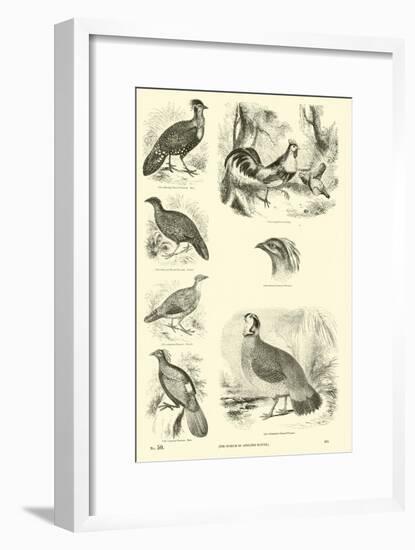 Page from the Pictorial Museum of Animated Nature-null-Framed Giclee Print