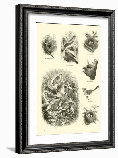 Page from the Pictorial Museum of Animated Nature-null-Framed Giclee Print