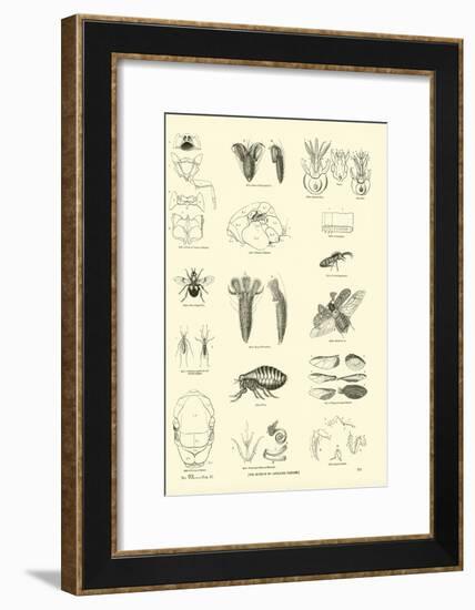 Page from the Pictorial Museum of Animated Nature-null-Framed Giclee Print