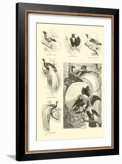 Page from the Pictorial Museum of Animated Nature-null-Framed Giclee Print