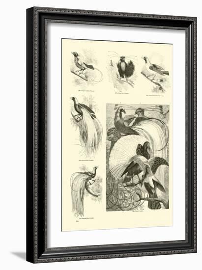 Page from the Pictorial Museum of Animated Nature-null-Framed Giclee Print