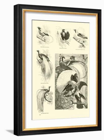 Page from the Pictorial Museum of Animated Nature-null-Framed Giclee Print