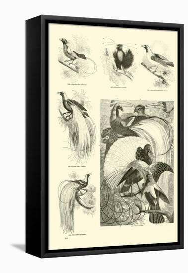 Page from the Pictorial Museum of Animated Nature-null-Framed Premier Image Canvas