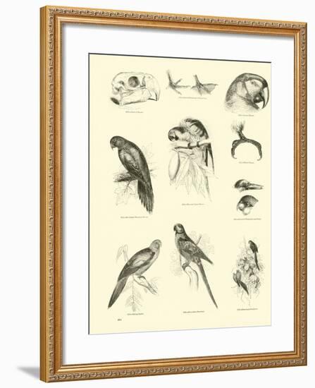 Page from the Pictorial Museum of Animated Nature-null-Framed Giclee Print