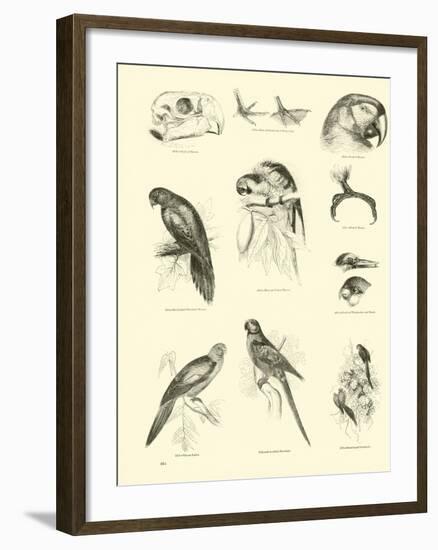 Page from the Pictorial Museum of Animated Nature-null-Framed Giclee Print