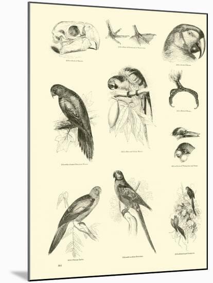 Page from the Pictorial Museum of Animated Nature-null-Mounted Giclee Print