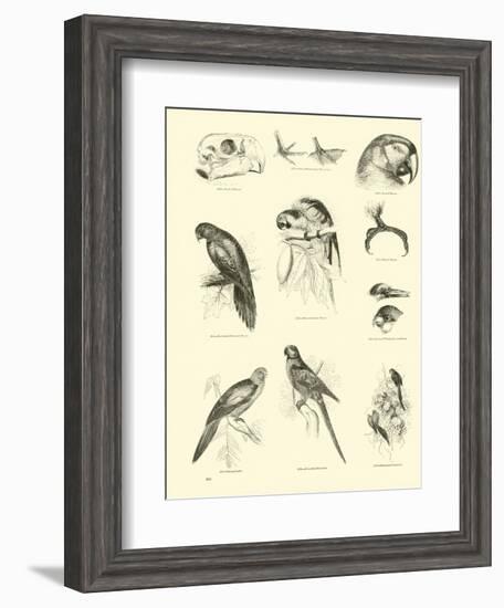 Page from the Pictorial Museum of Animated Nature-null-Framed Giclee Print