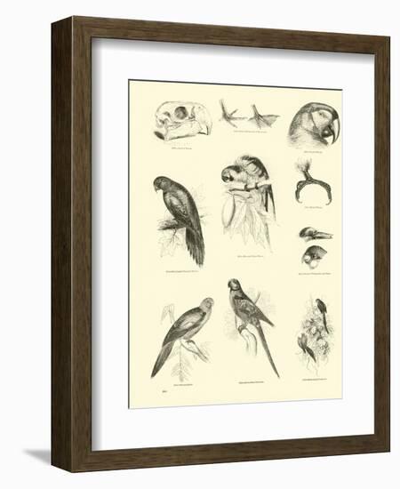 Page from the Pictorial Museum of Animated Nature-null-Framed Giclee Print