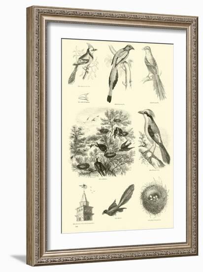 Page from the Pictorial Museum of Animated Nature-null-Framed Giclee Print